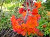 Show product details for Primula aurantiaca